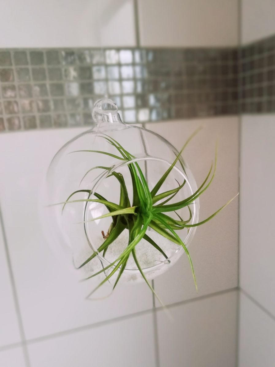 Hanging Air Plant orb